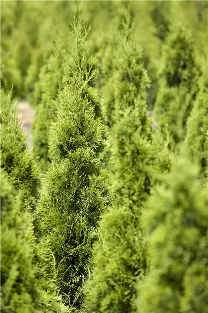 Thuja occidentalis 'Smaragd'