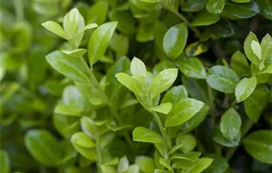 Ilex crenata 'Golden Rock'® Ilex crenata 'Golden Rock'®