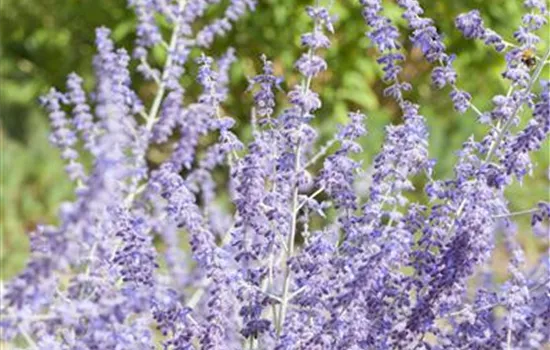 Perovskia atriplicifolia 'Little Spire' Perovskia atriplicifolia 'Little Spire'