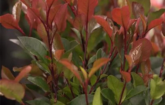 Photinia fraseri 'Little Red Robin' Photinia fraseri 'Little Red Robin'