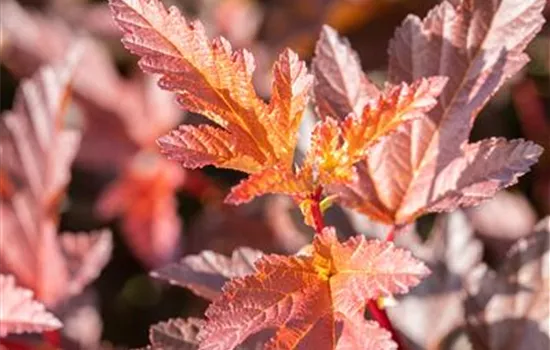 Physocarpus opulifolius 'Little Angel'  Physocarpus opulifolius 'Little Angel'