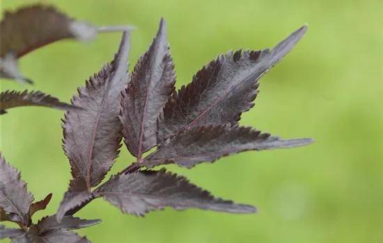 Sambucus nigra 'Black Beauty' Sambucus nigra 'Black Beauty'