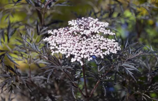 Sambucus nigra 'Black Lace' ® Sambucus nigra 'Black Lace' ®