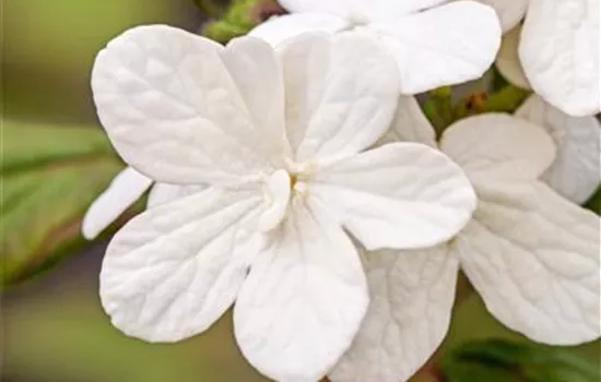 Viburnum plicatum 'Summer Snowflake' Viburnum plicatum 'Summer Snowflake'