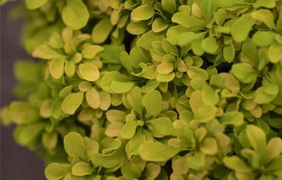 Berberis thunbergii 'Golden Nugget' Berberis thunbergii 'Golden Nugget'