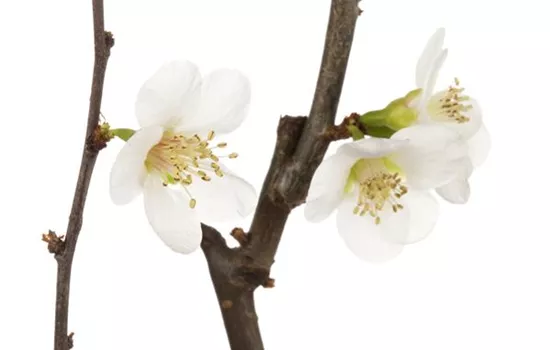 Chaenomeles 'Jet Trail'  Chaenomeles 'Jet Trail'