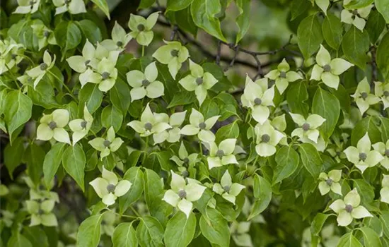Cornus kousa 'China Girl' Cornus kousa 'China Girl'