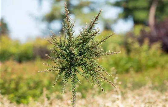 Cotoneaster dammeri 'Juliette' Stämmchen Cotoneaster dammeri 'Juliette' Stämmchen