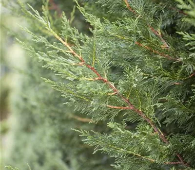 Cupressocyparis leylandii 'Typ 2001'