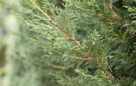 Cupressocyparis leylandii 'Typ 2001' Cupressocyparis leylandii 'Typ 2001'