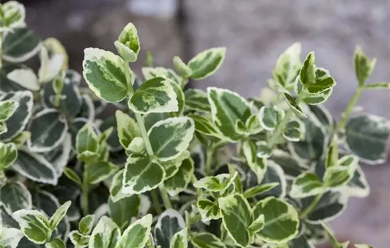 Euonymus fortunei 'Emerald'n Gaiety' Stämmchen Euonymus fortunei 'Emerald'n Gaiety' Stämmchen