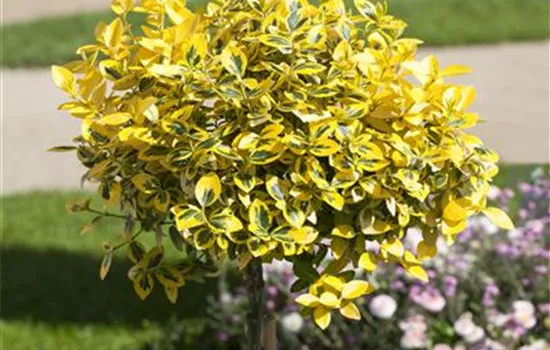 Euonymus fortunei 'Emerald'n Gold' Stämmchen Euonymus fortunei 'Emerald'n Gold' Stämmchen