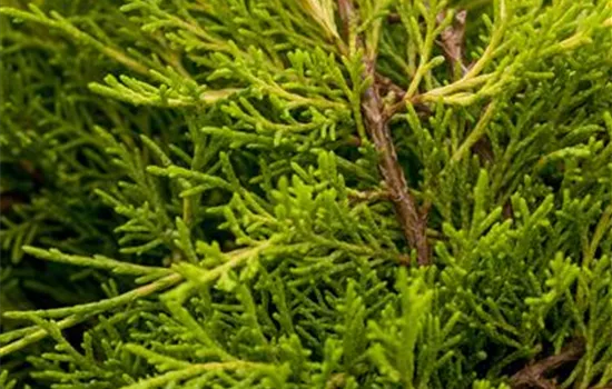 Juniperus media 'Old Gold'  Juniperus media 'Old Gold'