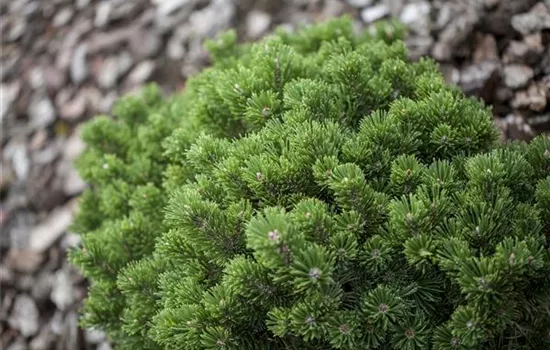 Pinus mugo 'Allgäu'  Pinus mugo 'Allgäu'