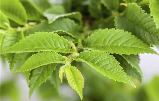 Ulmus minor 'Umbraculifera' Ulmus minor 'Umbraculifera'
