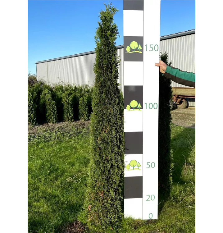 Maxiterraner Thuja occidentalis 'Smaragd'