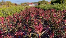 Photinia fr. 'Devils Dream'