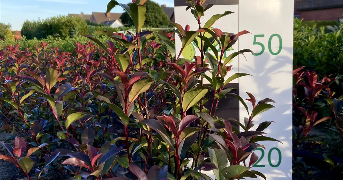 Photinia fr. 'Devils Dream'