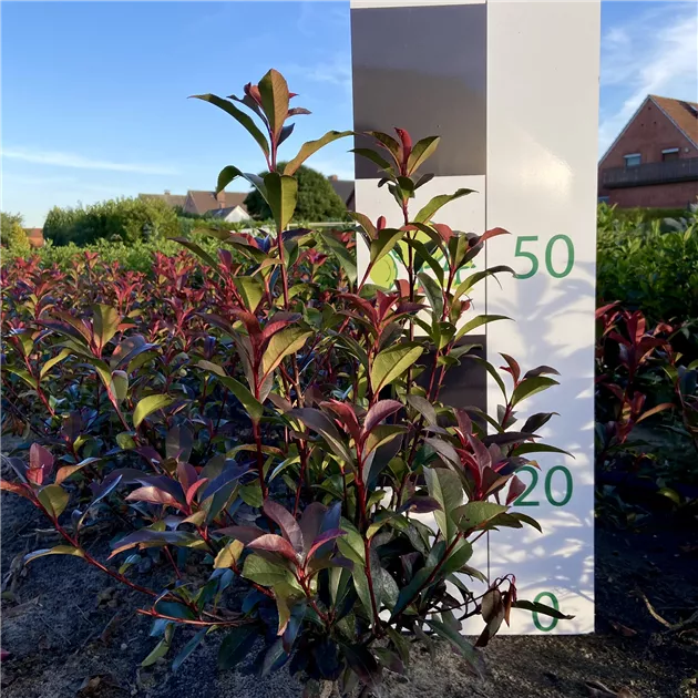 cotinus plants Royal Purple Smoke Tree main image 1