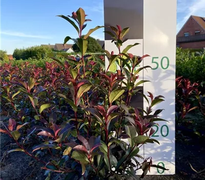 Photinia fr. 'Devils Dream'