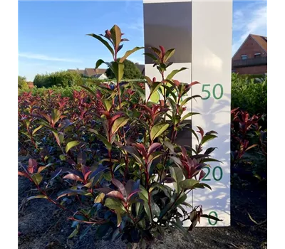 Photinia fr. 'Devils Dream' Photinia fr. 'Devils Dream'