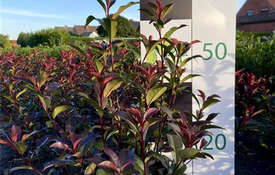 Photinia fr. 'Devils Dream' Photinia fr. 'Devils Dream'
