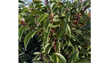 Portugiesischer Kirschlorbeer 'Angustifolia'