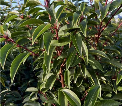 Prunus lusitanica 'Angustifolia' Prunus lusitanica 'Angustifolia'