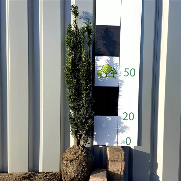 Taxus baccata 'Fastigiata Robusta'