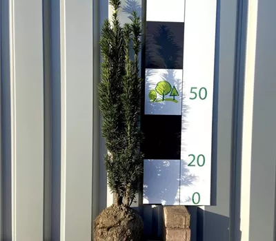 Taxus baccata 'Fastigiata Robusta'