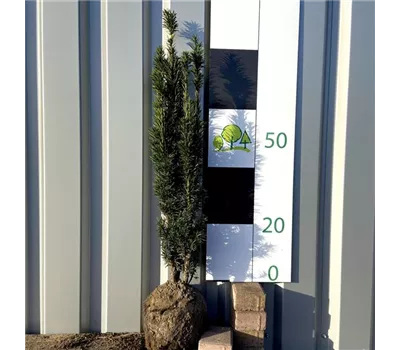 Taxus baccata 'Fastigiata Robusta' Taxus baccata 'Fastigiata Robusta'