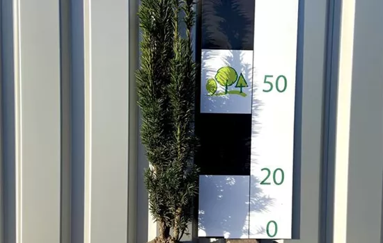 Taxus baccata 'Fastigiata Robusta' Taxus baccata 'Fastigiata Robusta'