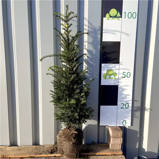 Taxus baccata 'Hpken's Gigant'