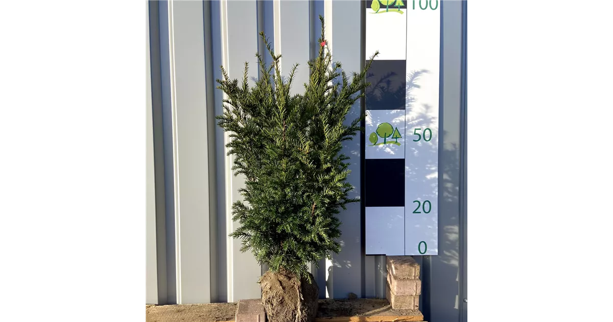 thuja occidentalis bowling ball Thuja occidentalis 'Mr. Bowling Ball' 1G – Watson's Greenhouse main image 0