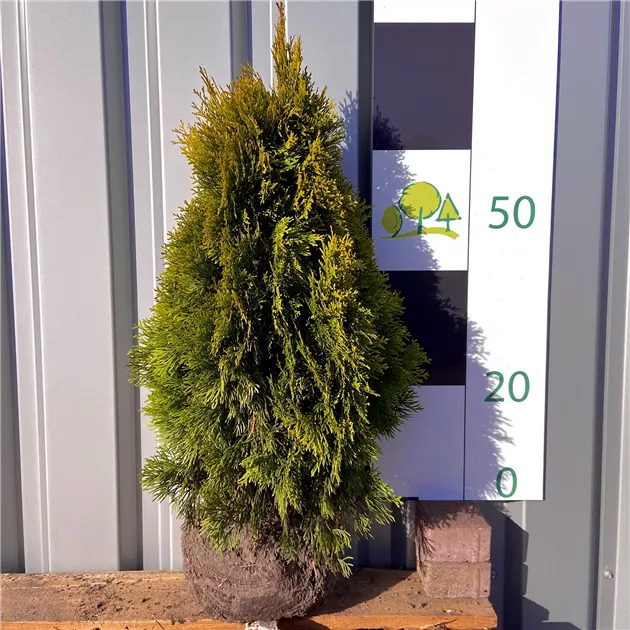 Thuja occidentalis 'Smaragd d'Or'