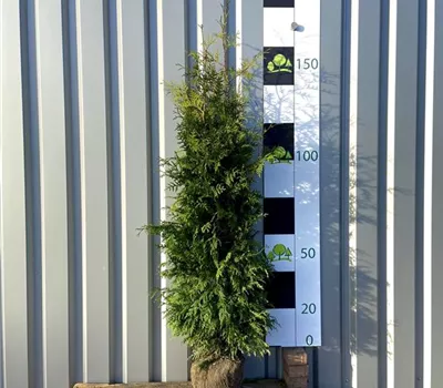 Thuja occidentalis 'Brabant'