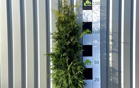 Thuja occidentalis 'Brabant'