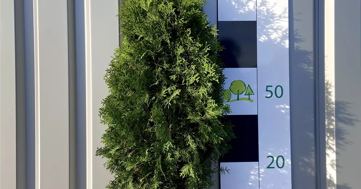 Thuja occidentalis 'Malonyana'