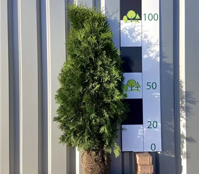 Thuja occidentalis 'Malonyana'