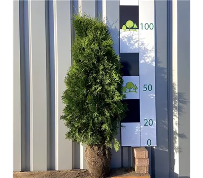Thuja occidentalis 'Malonyana' Thuja occidentalis 'Malonyana'
