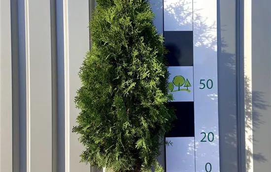 Thuja occidentalis 'Malonyana' Thuja occidentalis 'Malonyana'