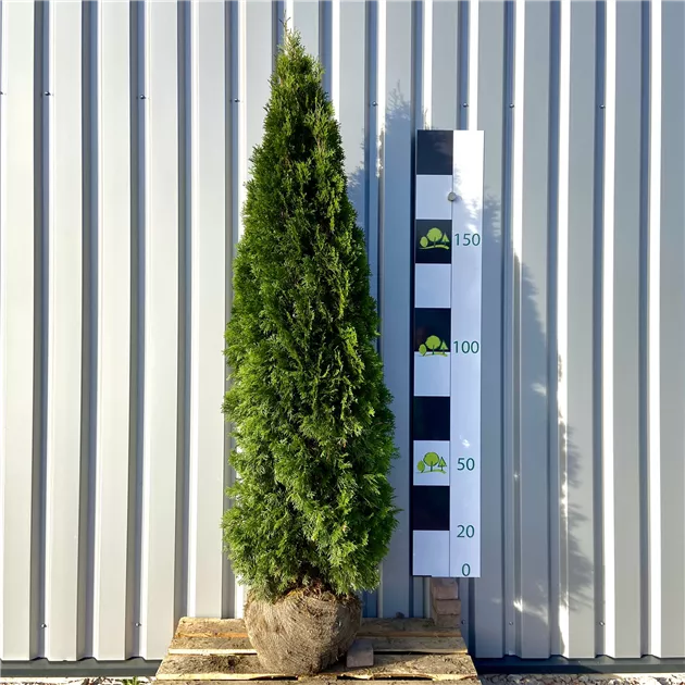 Thuja occidentalis 'Smaragd'
