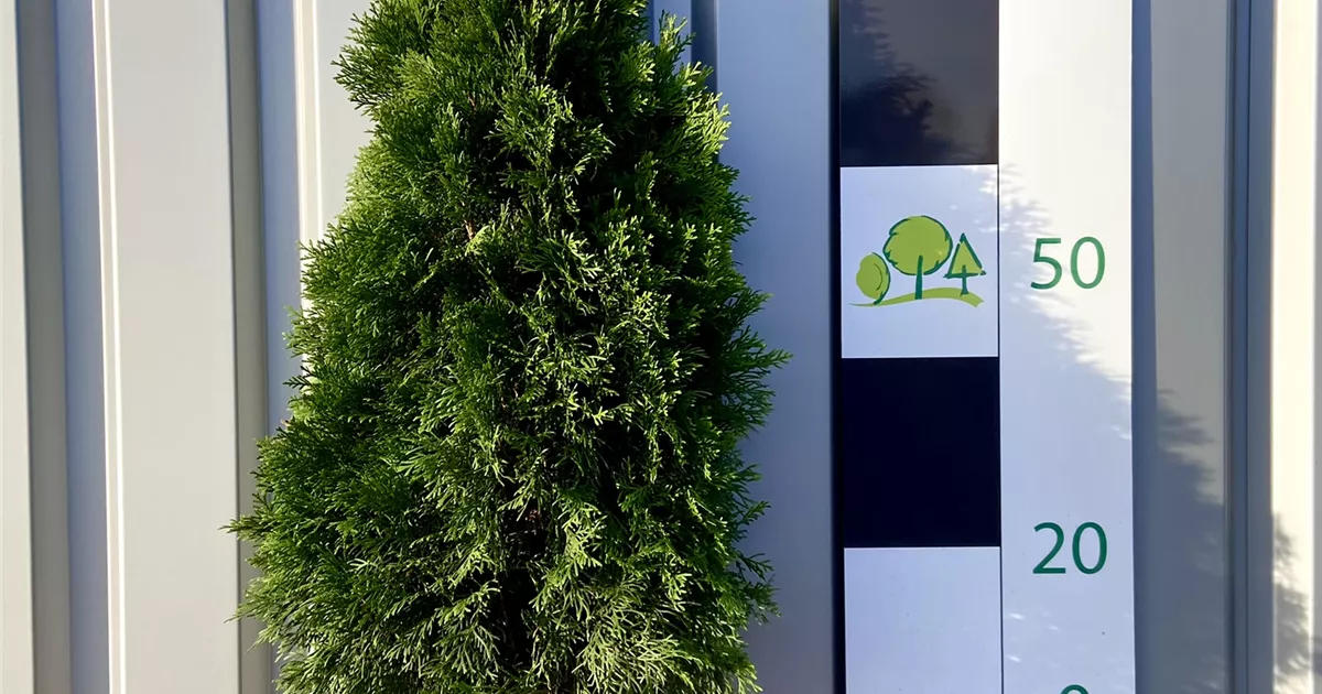 Thuja occidentalis 'Smaragd'