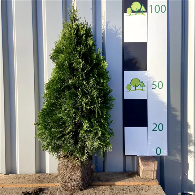 wala thuja Thuja plicata 'Martin' (Lebensbaum) | 60-80 cm mit Wurzelballen