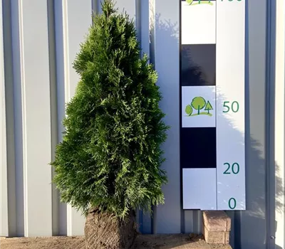 Thuja occidentalis 'Smaragd'