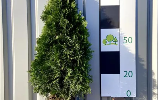 Thuja occidentalis 'Smaragd'