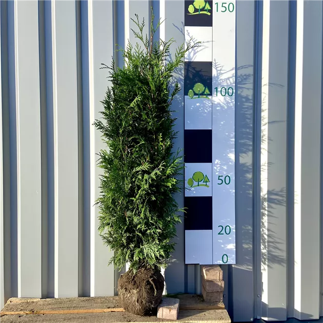 Thuja plicata 'Martin'