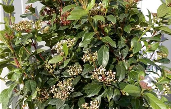 Viburnum tinus 'Eve Price' Viburnum tinus 'Eve Price'