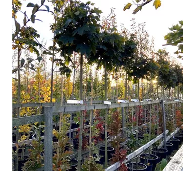 Acer platanoides 'Globosum' Acer platanoides 'Globosum'