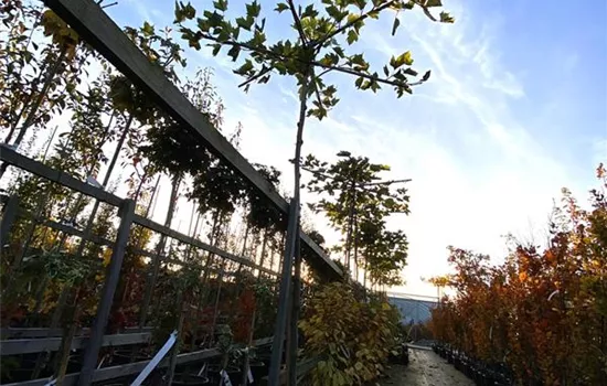 Platanus hispanica dachform Platanus hispanica dachform